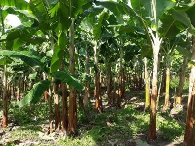 Finca Empezando Producción De Limón A 15 Minuto De Calarcá, 300 mt2, 3 habitaciones