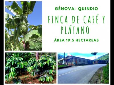 FINCA DE CAFÉ Y PLÁTANO GÉNOVA- QUINDIO , 7 habitaciones
