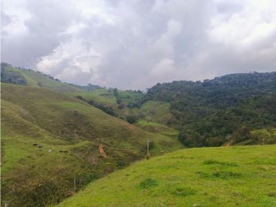 Venta de lotes campestre en San Roque Antioquia , 3333 mt2