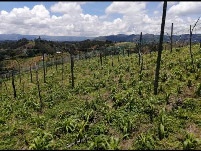 Venta de Lote  en San Vicente Sector las Hojas 